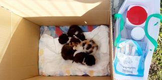 Na ulazu u groblje za kućne ljubimce netko je ostavio četiri mačića