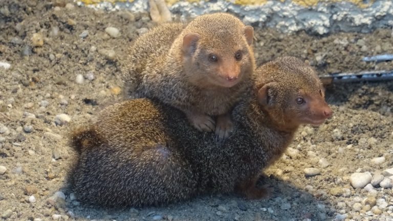 Ljubavna priča iz Zoološkog vrta nešto je najslađe što ćete danas čuti