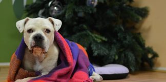 Od danas je dopušteno bacati petarde, ali promislite da to ipak ne činite