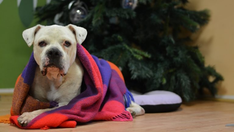 Od danas je dopušteno bacati petarde, ali promislite da to ipak ne činite