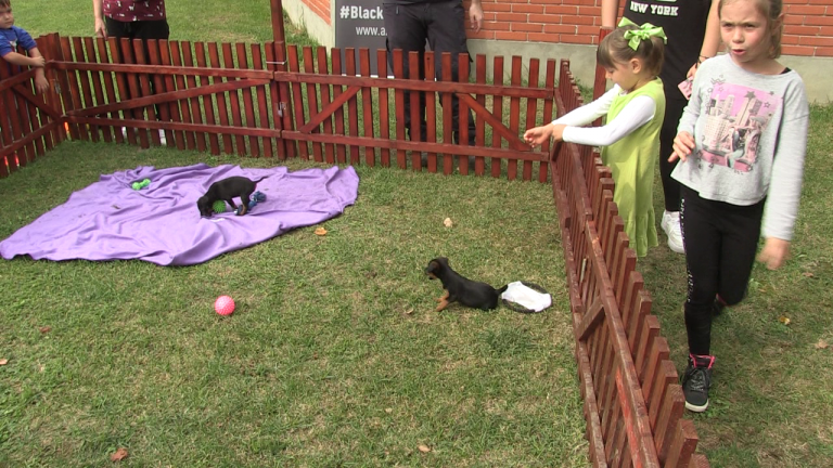 Azil Dumovec otvorio vrata građanima i privukao mnoštvo zaljubljenika u životinje