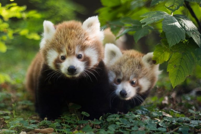 ZOO: Crvene pande Popi i Ema pozivaju vas da zajedno obilježite njihov dan!