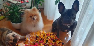 Prva dadilja za pse u Hrvatskoj ima novi hit, igračku za fizičko i mentalno zdravlje kućnih ljubimaca