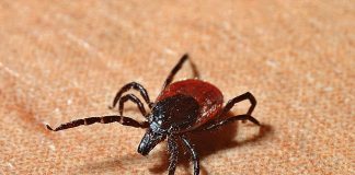 Počela je sezona krpelja- evo kako najbolje zaštiti svoje kućne ljubimce!