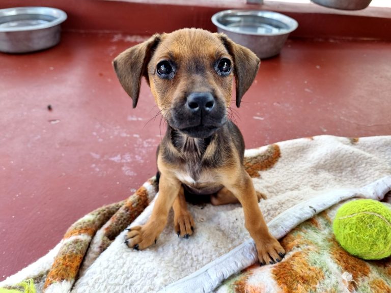 U subotu svi u Dumovec!