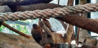 Međunarodni je dan ljenjivaca: Zoološki vrt organizira proslavu i dijeli nagrade