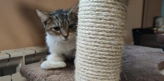 Zagrebački gradonačelnik najavio izgradnju skloništa za mačke