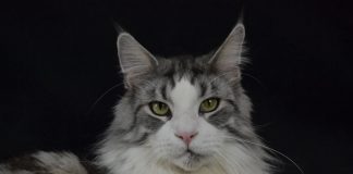 Nakon dvogodišnje pauze za vikend velike izložbe pasminskih mačaka