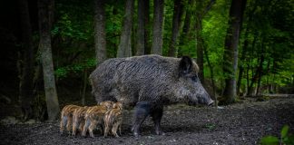 6 milijuna kuna za police osiguranja za štetu od divljači na poljoprivrednim usjevima