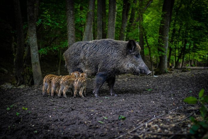 wild-boar-g104e4146c_1280