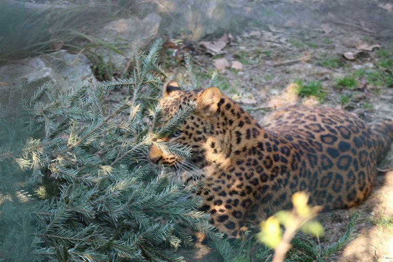 I raskićena božićna drvca šire sreću