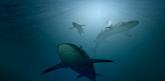 Svake minute stotine morskih pasa strada radi juhe od peraja