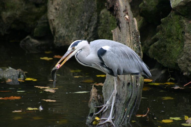 Međunarodni dan močvarnih staništa u Zoološkom vrtu grada Zagreba