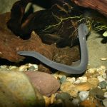 Kolumbijski vodeni beznožac