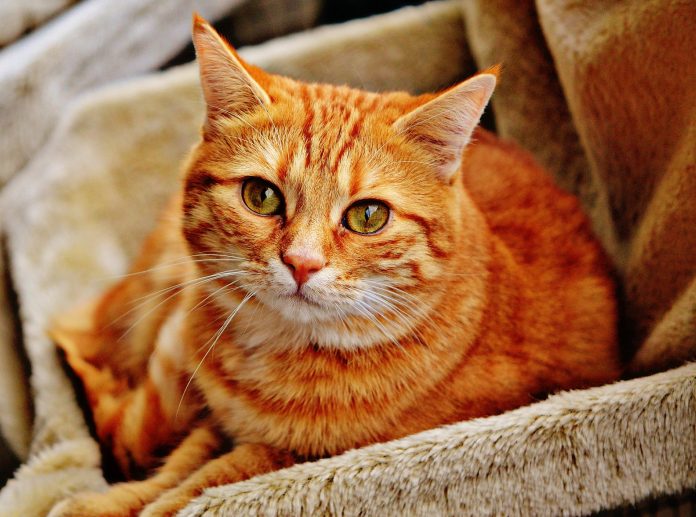 cat-gf2be46e46_1920