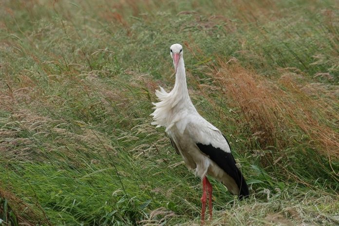 stork-g83d5e2e24_1920