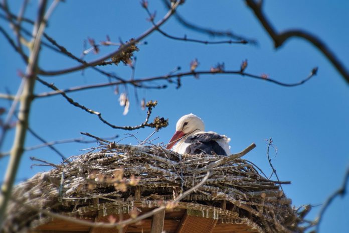 stork-g9a17463bb_1920