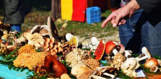 24. Zelinska kestenijada