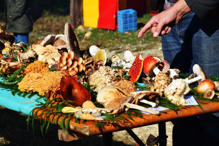 24. Zelinska kestenijada