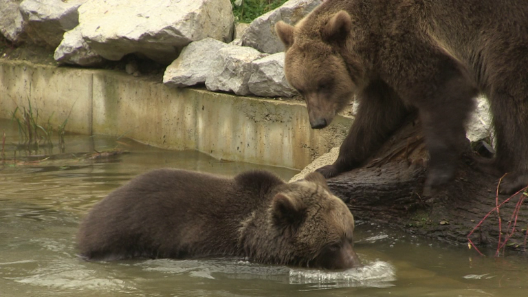 Brat i sestra, Albert i Kveta, smeđi medvjedi, novi su doseljenici Zoološkog vrta Grada Zagreba