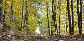 Posebni rezervat šumske vegetacije ČESMA