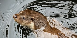 Tajanstvene ljepote Zagrebačke županije: CRNA MLAKA