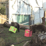 vlcsnap-2022-12-26-13h30m50s869