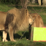 vlcsnap-2022-12-26-13h32m53s844