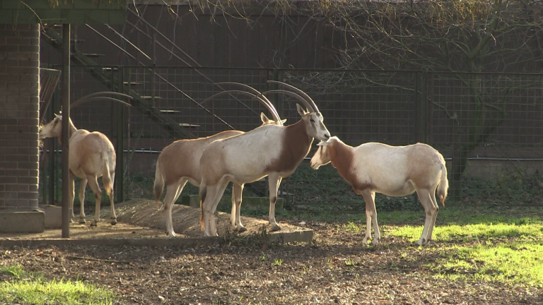 U Zoološki vrt stigao sabljorogi oriks Max i očarao ženke
