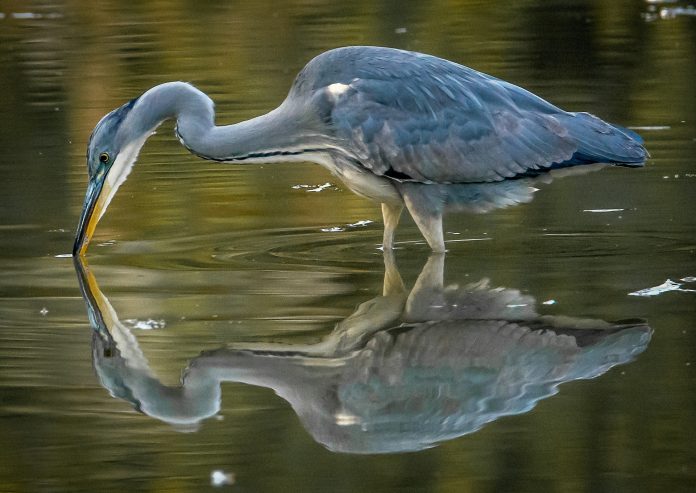 bird-g1641ba2f8_1920