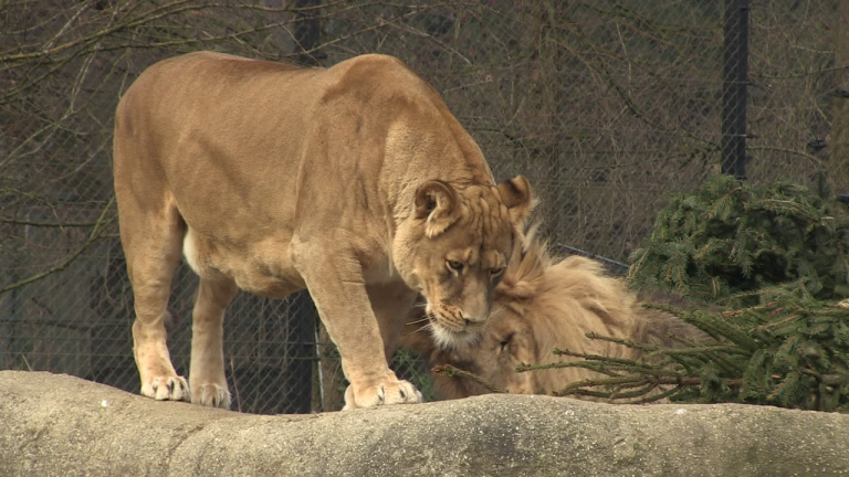 Darovanje raskićenih božićnih drvca stanovnicima Zoološkog vrta