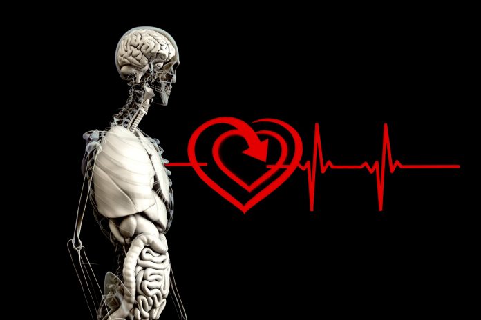 anatomy-g0b07b6e63_1920