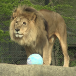 vlcsnap-2023-04-10-20h00m52s906