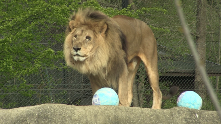 Zekanje u Zoo Zagreb