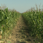 vlcsnap-2023-08-27-23h52m27s703