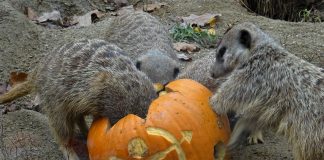 U nedjelju će životinje u Zoološkom vrtu dobiti bundeve sa snažnim porukama zaštite prirode