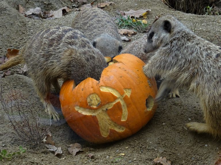 U nedjelju će životinje u Zoološkom vrtu dobiti bundeve sa snažnim porukama zaštite prirode