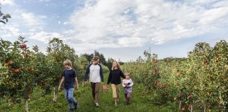 Volite jabuke? Dođite u subotu u voćnjak Obreška, uberite ih besplatno i pritom se dobro zabavite