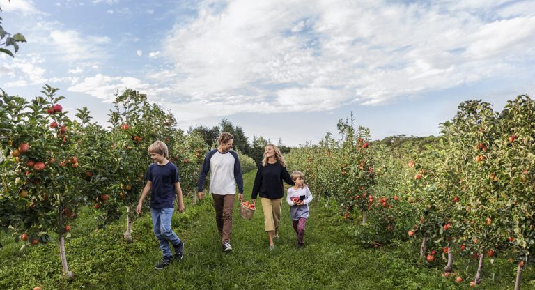 Volite jabuke? Dođite u subotu u voćnjak Obreška, uberite ih besplatno i pritom se dobro zabavite