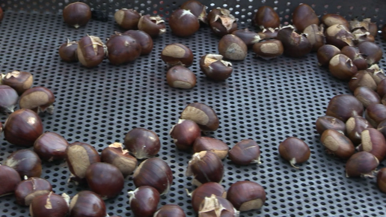 Održana kestenijada na Kladešćici kod Svetog Ivana Zeline