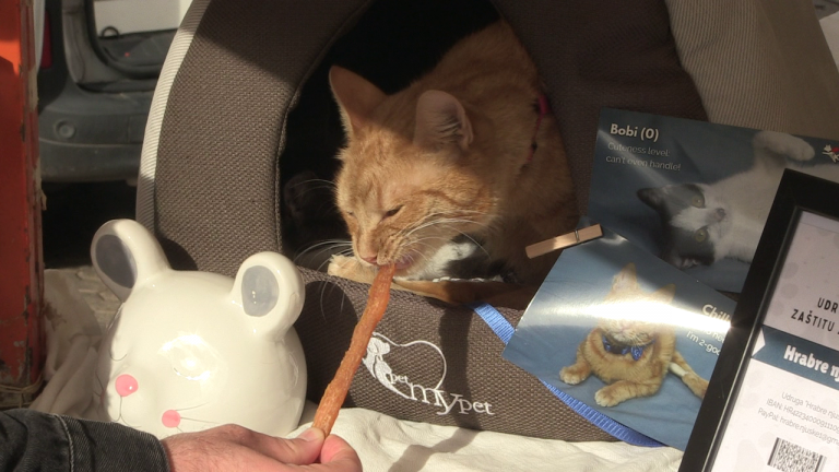 Zagreb dobiva sklonište za mačke