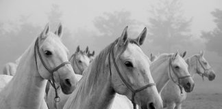 Pedeset nijansi sive – veličanstvena izložba Silvije Butković čeka vas u Dubravi