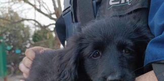 Od danas se za napuštanje životinja ide u – zatvor!