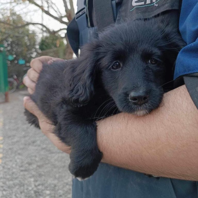 Od danas se za napuštanje životinja ide u – zatvor!
