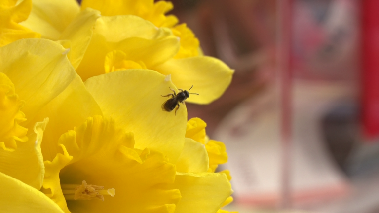 DAN NARCISA: Od raka dojke u Hrvatskoj godišnje oboli oko tri tisuće žena