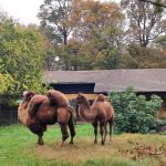 Abdul II. i Zsofia 1