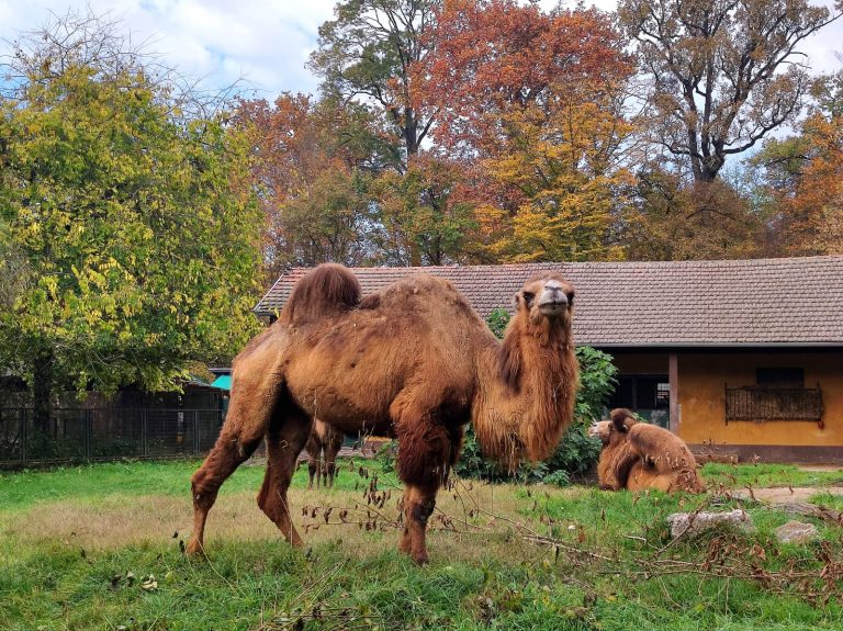 U zagrebački ZOO stigla mlada dvogrba deva Zsofia