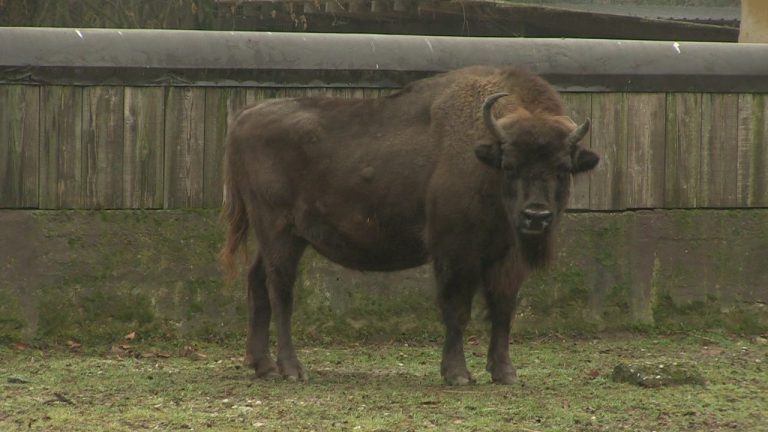 Egzotične subote u ZOO-u