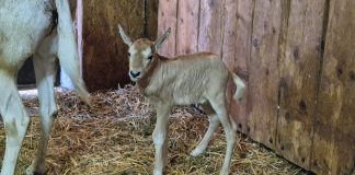 Ime mu je Pistacio i novi je stanovnik ZOO-a