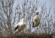 Prve se rode vratile u Zagreb! rode